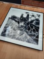 2x foto schilderij Giraffe en Olifant. Zwart/wit., Ophalen, Nieuw, Overige materialen, 75 cm of meer