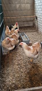 Wyandotte krielen zalm kleur, Dieren en Toebehoren, Meerdere dieren, Kip