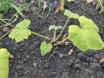 de laatste 4 courgette planten, Tuin en Terras, Ophalen, Volle zon, Groenteplanten, Eenjarig