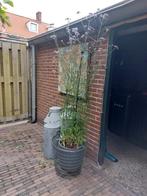 Industriële draadman + bloempot gevuld met grote verbena, Ophalen, Zomer, Overige soorten, Volle zon