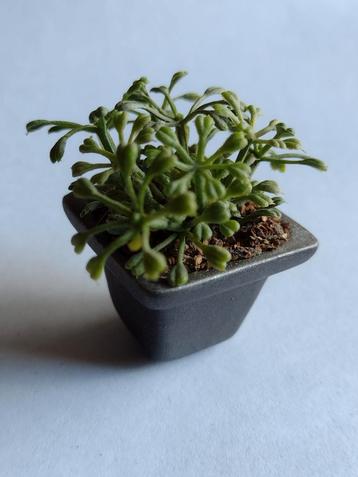 grijze keramische vierkante plantenbak met planten beschikbaar voor biedingen