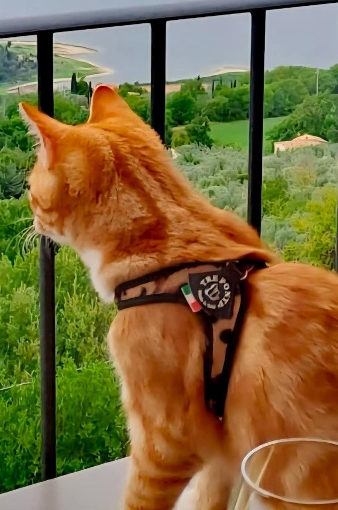 Kattentuigje Treponti, Dieren en Toebehoren, Katten-accessoires, Zo goed als nieuw, Ophalen of Verzenden