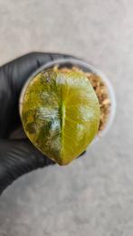 Alocasia Cuprea Gold Variegata, Ophalen of Verzenden