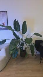 Grote bananenplant (2.5m) zoekt nieuw thuis, Ophalen of Verzenden, Halfschaduw, 200 cm of meer