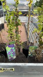 Clematis div soorten overjarige plant grotr pot 9,95, Ophalen, Vaste plant, Halfschaduw, Klimplanten