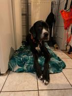 Gezocht: een fijn thuis voor duitse dog meisje, Dieren en Toebehoren, Overige rassen, 1 tot 2 jaar, Teef, Eén hond