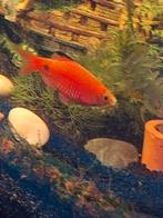 Aquarium vissen, Vis, Zoetwatervis, Schoolvis