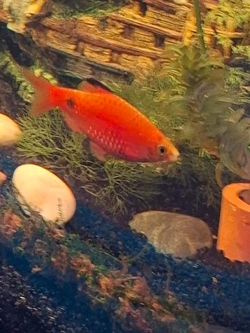 Aquarium vissen  beschikbaar voor biedingen