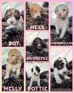 Australian labradoodle alf3 pups, Overige rassen, CDV (hondenziekte), 8 tot 15 weken, Meerdere