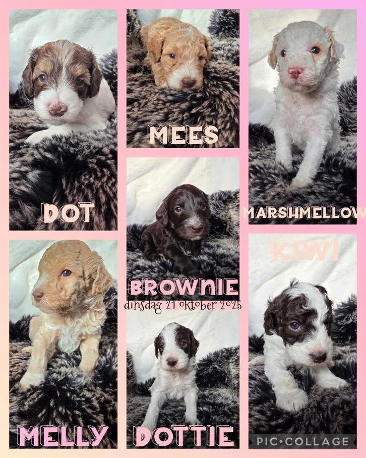 Australian labradoodle alf3 pups, Dieren en Toebehoren, Honden | Retrievers, Spaniëls en Waterhonden, Meerdere dieren, Overige rassen