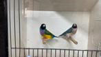 Koppel gouldamadines zk lb split bl x zk pb blauwe pop, Dieren en Toebehoren, Vogels | Overige Vogels, Meerdere dieren, Tropenvogel