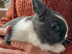heel mooi klein lief konijntje, Dieren en Toebehoren, Konijnen, Vrouwelijk, Klein, 0 tot 2 jaar