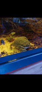 2x nakweek budgett kikker, Lepidobatrachus laevis, Dieren en Toebehoren, Reptielen en Amfibieën, Amfibie, 0 tot 2 jaar