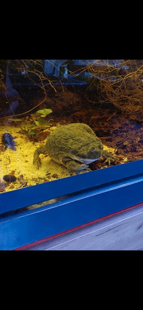 2x nakweek budgett kikker, Lepidobatrachus laevis