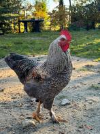Haan gratis af te halen, Dieren en Toebehoren, Pluimvee, Mannelijk, Kip