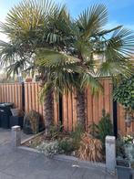 2 Mooie Palmbomen voor uw tuin!, Tuin en Terras, Planten | Bomen, Bloeit niet, 250 tot 400 cm, Palmboom, Ophalen