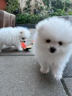 Kleine hondjes te koop, Overige rassen, Meerdere, Meerdere dieren, Nederland