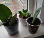 Sanseveria, Ophalen, Ficus, Halfschaduw, In pot