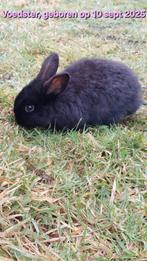 Dwerg hangoor, Dieren en Toebehoren, Konijnen, Meerdere dieren, Klein, Hangoor, 0 tot 2 jaar