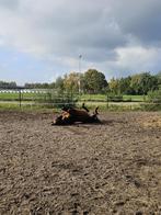 Stalling Half pension, Dieren en Toebehoren