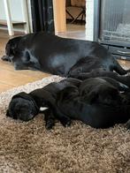 Cane Corso pups huiselijk opgegroeid!, Dieren en Toebehoren, Parvo, Overige rassen, 8 tot 15 weken, Meerdere dieren