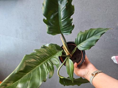 Philodendron plant, Huis en Inrichting, Kamerplanten, Overige soorten, Minder dan 100 cm, Ophalen of Verzenden