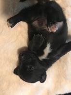 Jack Russel pups unieke kleur !, Jack Russell Terriër, CDV (hondenziekte), 8 tot 15 weken, Meerdere