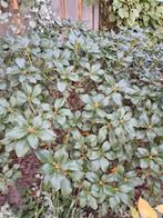 Azalea, mooie struik, bloeit in t voorjaar., Ophalen, Overige soorten, Halfschaduw