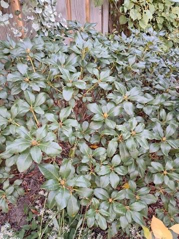Azalea, mooie struik, bloeit in t voorjaar.  beschikbaar voor biedingen