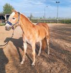 Haflinger Ruin 2.5 jr, Dieren en Toebehoren, Paarden, Minder dan 160 cm, Gechipt, Ruin, 3 tot 6 jaar