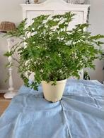 Citroengeranium, Huis en Inrichting, Kamerplanten, Ophalen, Overige soorten, In pot, Minder dan 100 cm