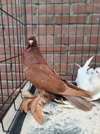 Hollandse kropper rood duivin, Dieren en Toebehoren, Vogels | Duiven, Vrouwelijk, Kropper