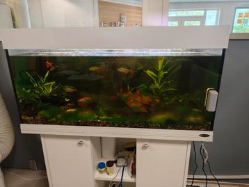 Compleet aquarium  beschikbaar voor biedingen
