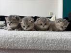 Britse korthaar kittens, Dieren en Toebehoren, Katten en Kittens | Raskatten | Korthaar, Meerdere dieren, Met stamboom, 0 tot 2 jaar