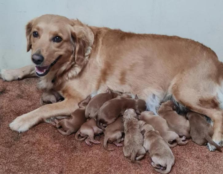 Nova Scotia x Labradoodle puppy’s te koop!, Dieren en Toebehoren, Honden | Niet-rashonden, Middel, Reu, Particulier, Meerdere