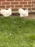 2 prachtige witte Wyandotte krielhennen, Dieren en Toebehoren, Pluimvee, Vrouwelijk, Kip