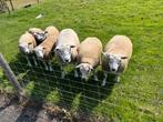 6 x Texelaar Ram. Te koop of huur., Dieren en Toebehoren, Schapen, Geiten en Varkens, Mannelijk, Schaap