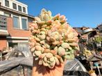 Pachyphyllum Small peach red/pot 7cm/vetplant/succulent, Ophalen of Verzenden, Halfschaduw, Minder dan 100 cm