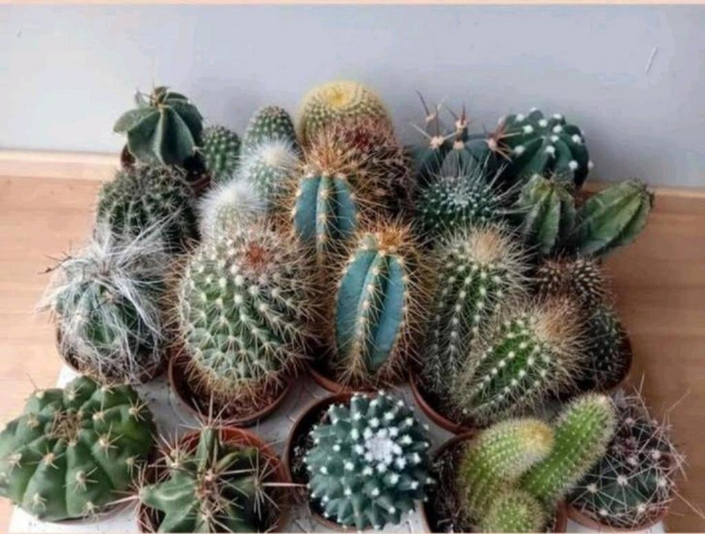 Cactus 7-15cm       5 voor €4, Ophalen, Minder dan 100 cm, In pot, Cactus