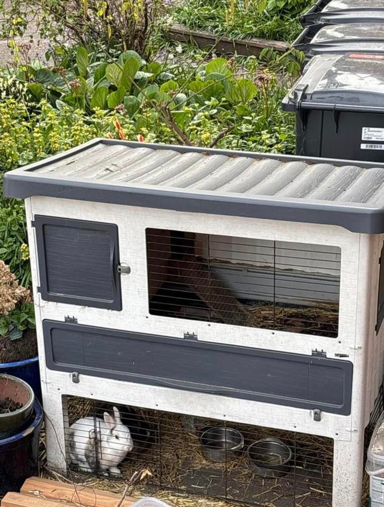 2 konijnen inclusief hok zoeken een fijn thuis, Dieren en Toebehoren, Konijnen, Meerdere dieren, Middelgroot, 6 tot 8 jaar