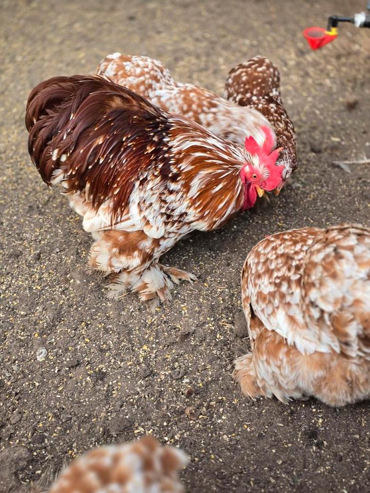 Broedeieren cochin kriel., Dieren en Toebehoren, Pluimvee, Kip, Geslacht onbekend