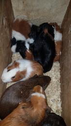 Supermooie lieve setjes cavia broertjes., Januari, Mannelijk, Cavia