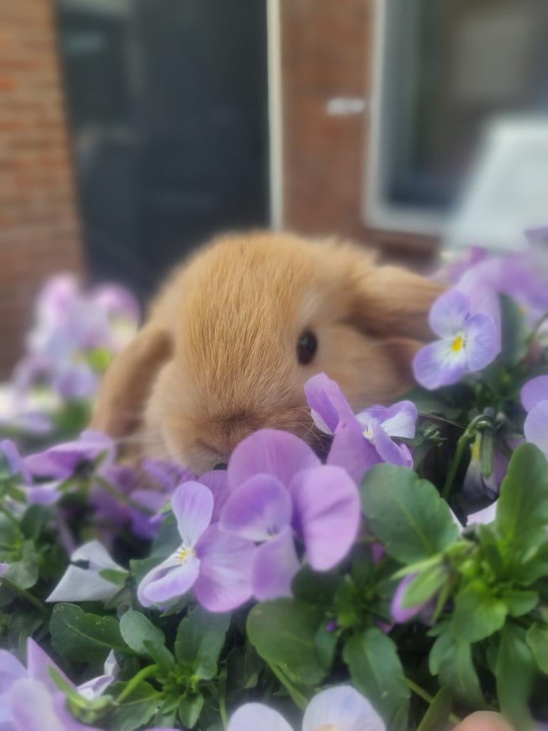 Minilop baby, Dieren en Toebehoren, Konijnen, Mannelijk, Dwerg, Hangoor, 0 tot 2 jaar