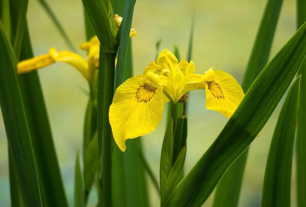 GELE LIS IRIS Heerlijk geurend uit Biologische tuin Vast, Tuin en Terras, Vaste plant, Halfschaduw, Lente, Ophalen