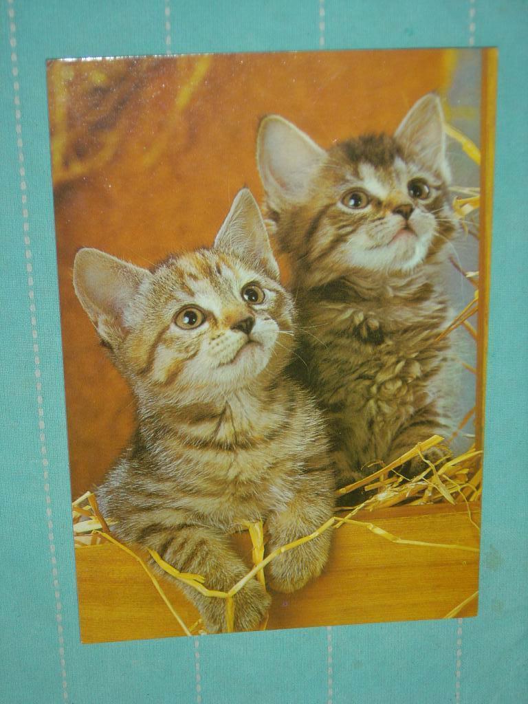 9) kleuren ansichtkaart Poezen, Ophalen of Verzenden, 1980 tot heden, Gelopen, Hond of Kat
