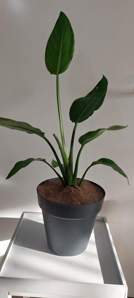 Strelitzia Reginae Paradijsvogelbloemen, Huis en Inrichting, Ophalen, Halfschaduw, In pot, Minder dan 100 cm