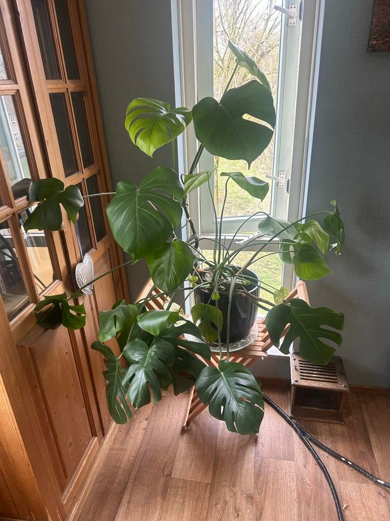 Grote Monstera Deliciosa in pot, Huis en Inrichting, Kamerplanten, Ophalen, 100 tot 150 cm, Overige soorten, Halfschaduw