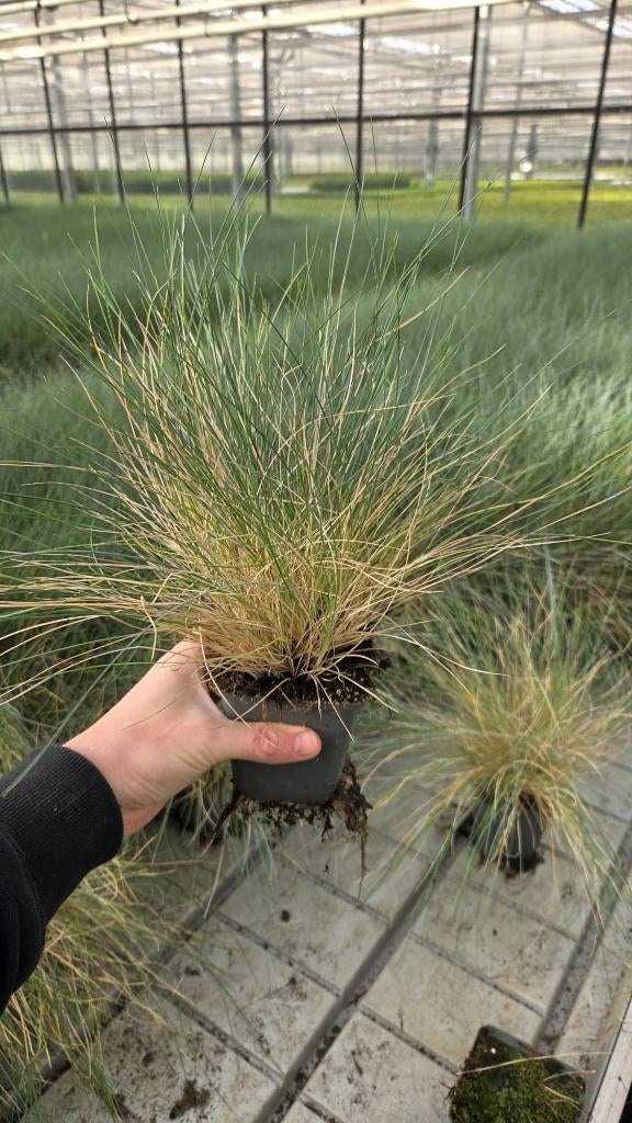 1000 stuks RESTPARTIJ Festuca glauca Eljiah Blue - Siergras, Tuin en Terras, Planten | Tuinplanten, Volle zon, Vaste plant, Siergrassen