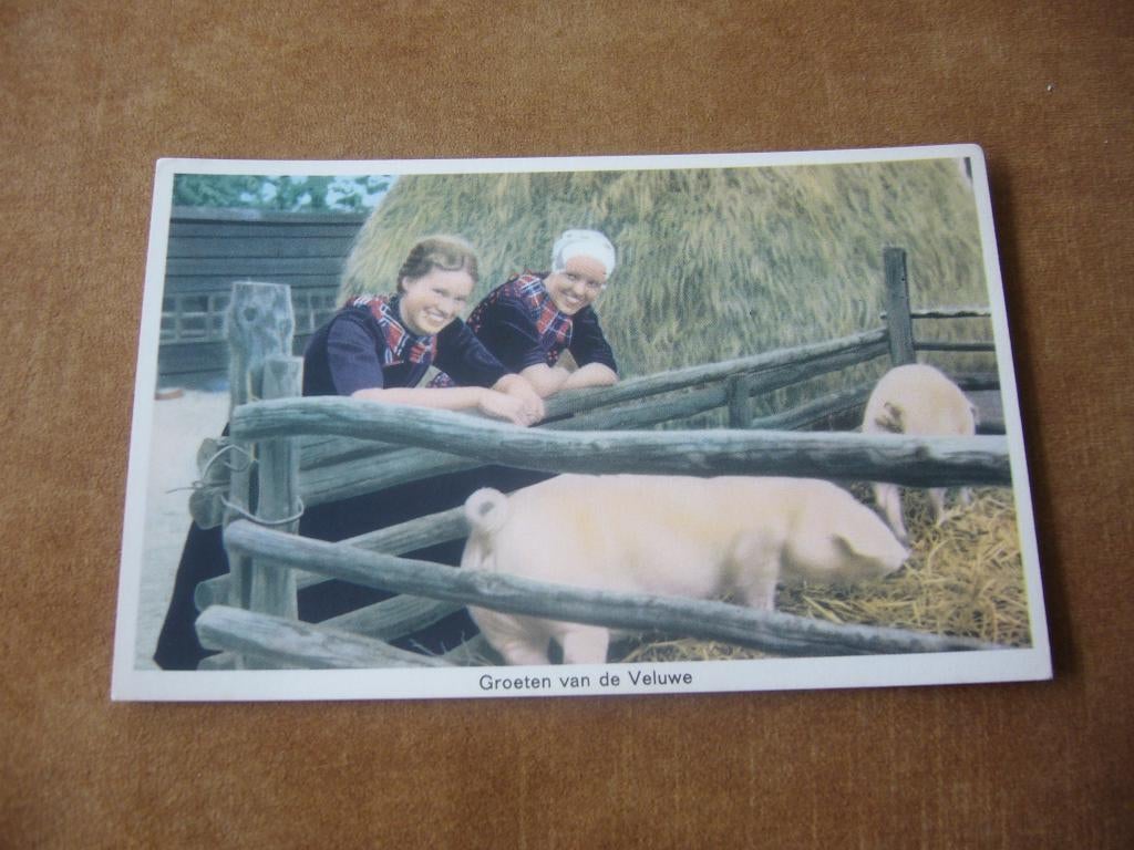 VELUWE  =  2 VROUWEN BIJ 2 VARKENS, Ophalen of Verzenden, 1940 tot 1960, Ongelopen, Gelderland