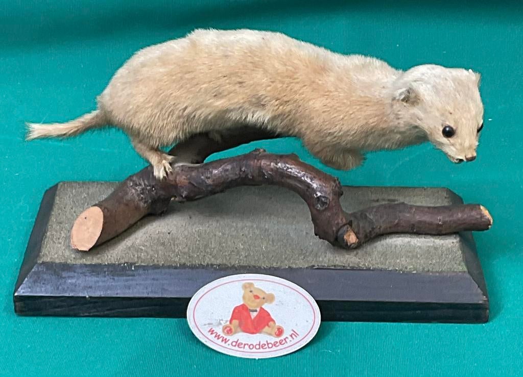 Hermelijn in wintervacht, opgezet, Verzamelen, Dierenverzamelingen, Ophalen of Verzenden, Gebruikt, Overige soorten, Opgezet dier